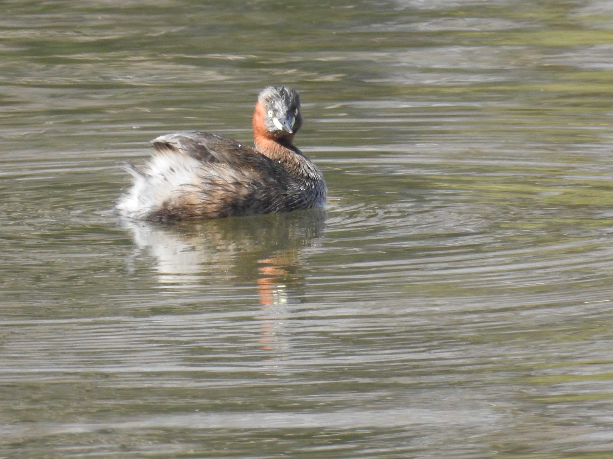 Little Grebe