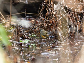 Red-flanked Bluetail 国立科学博物館附属自然教育園 (港区, 東京) Wed, 2/16/2022