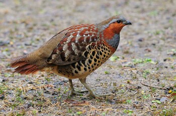 Chinese Bamboo Partridge 大阪府 Wed, 3/2/2022