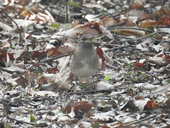 Pale Thrush とちぎわんぱく公園 Sat, 3/5/2022