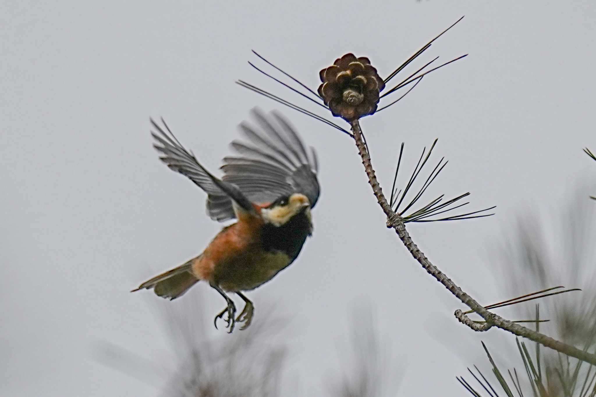 Photo of Varied Tit at くろんど園地 by yuki@momiji