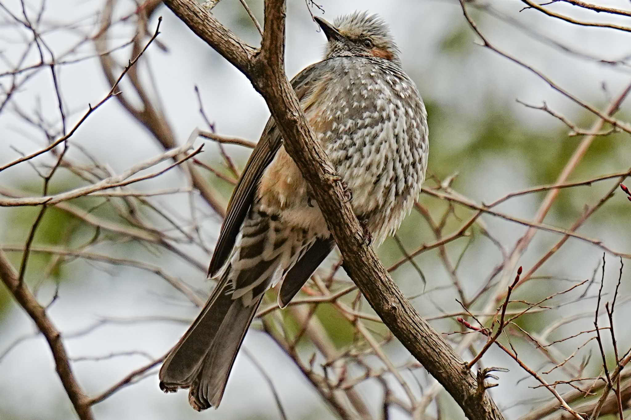 Brown-eared Bulbul