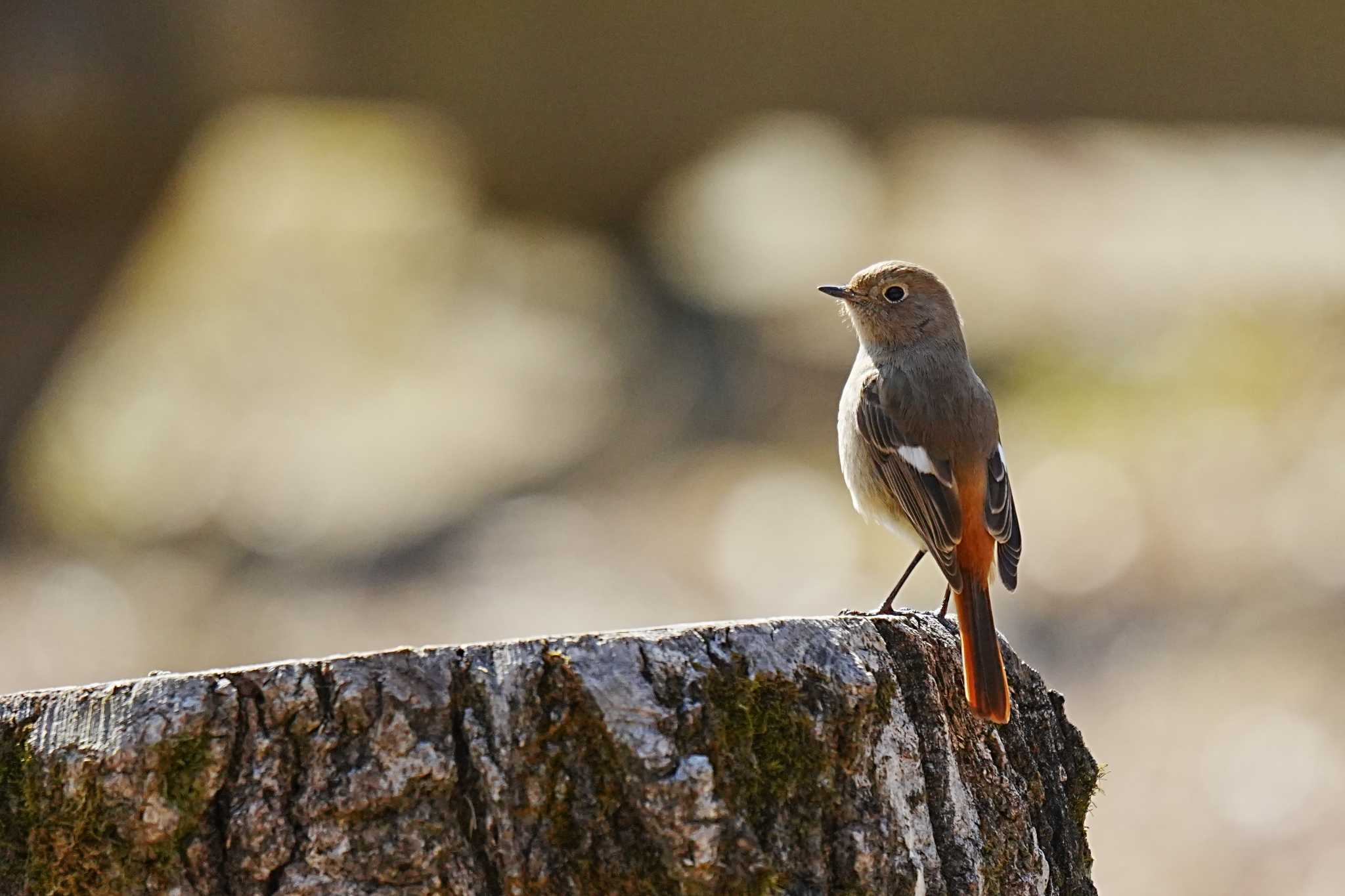 Daurian Redstart