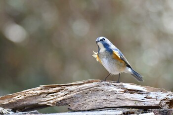 Red-flanked Bluetail 群馬県 Sun, 3/6/2022