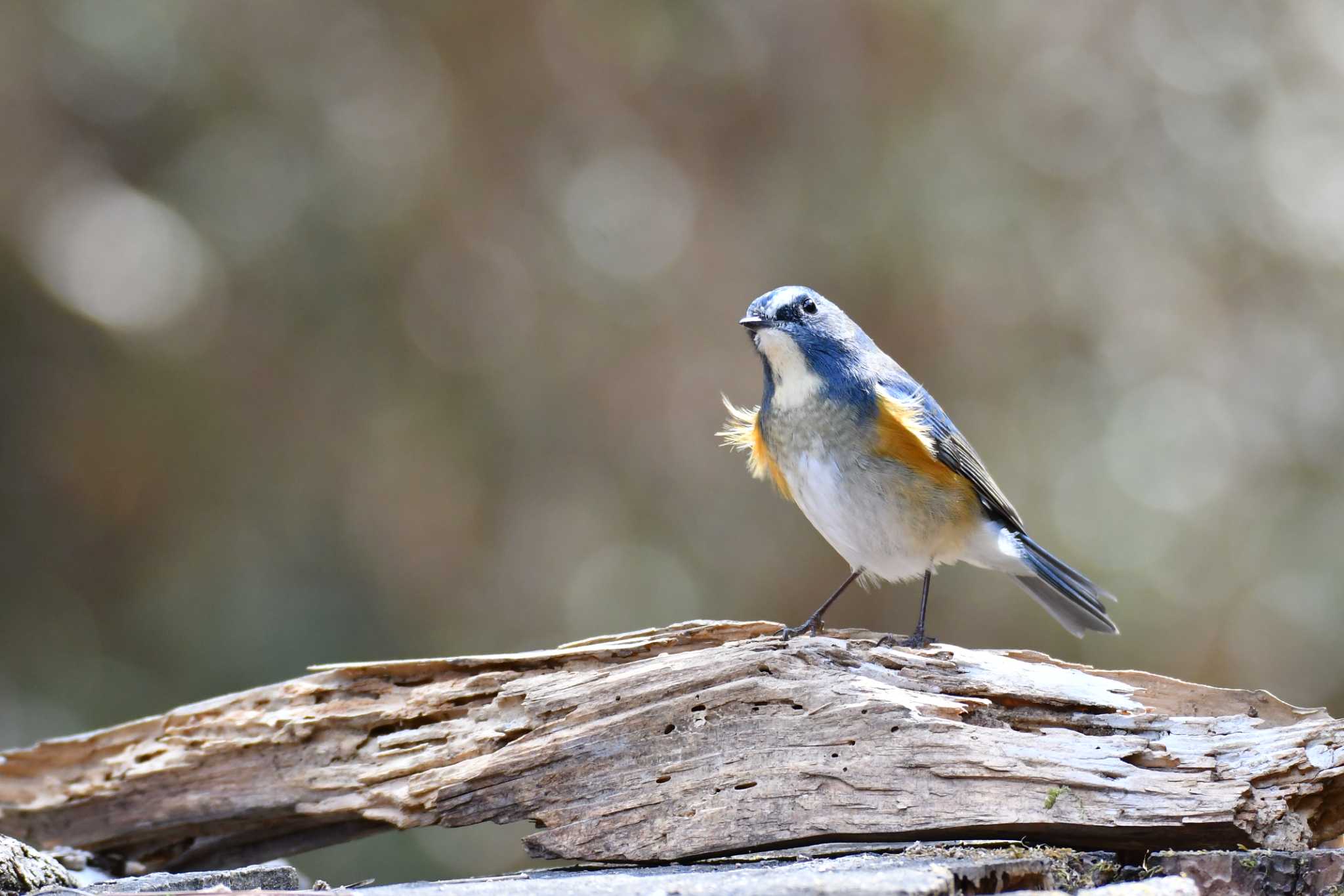 Photo of Red-flanked Bluetail at 群馬県 by こつめ