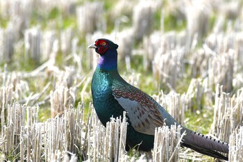 2022年3月7日(月) 河北潟の野鳥観察記録