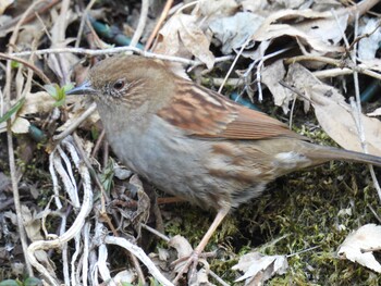 2022年3月7日(月) 早戸川林道の野鳥観察記録