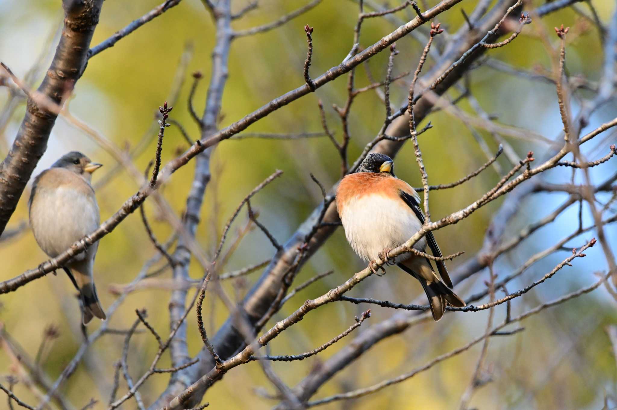 Photo of Brambling at 桶川城山公園 by OP