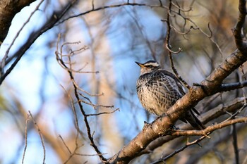 Dusky Thrush 桶川城山公園 Sun, 3/6/2022