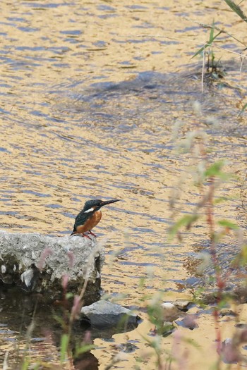 Common Kingfisher 長岡京市 Tue, 10/10/2017