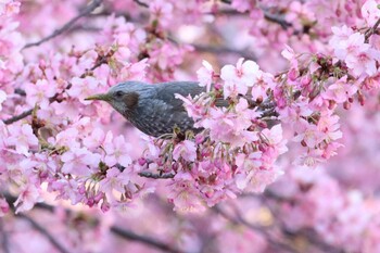 ヒヨドリ 永谷川 2022年3月7日(月)