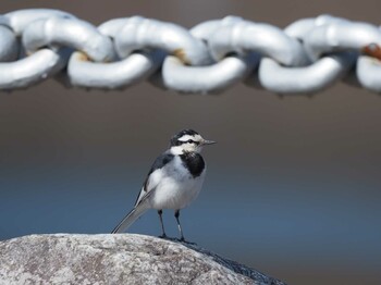 Mon, 3/7/2022 Birding report at 丹沢湖・世附川