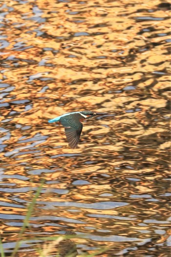 Common Kingfisher 長岡京市 Tue, 10/10/2017