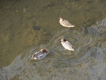 Eurasian Teal 平和の森公園、妙正寺川 Mon, 3/7/2022