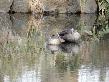 Eastern Spot-billed Duck 平和の森公園、妙正寺川 Mon, 3/7/2022