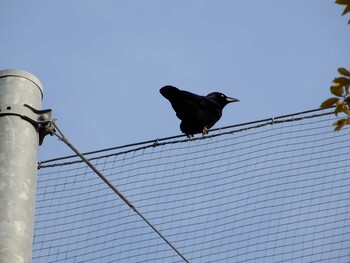 Carrion Crow 平和の森公園、妙正寺川 Mon, 3/7/2022