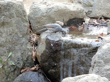 Mon, 3/7/2022 Birding report at 平和の森公園、妙正寺川