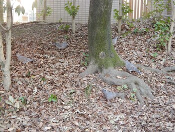 Oriental Turtle Dove 平和の森公園、妙正寺川 Mon, 3/7/2022