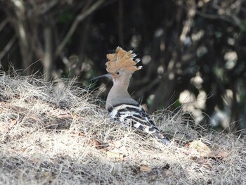 Eurasian Hoopoe Unknown Spots Sat, 3/5/2022