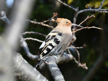 Eurasian Hoopoe Unknown Spots Sat, 3/5/2022