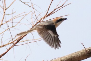 モズ 新横浜公園 2022年3月7日(月)