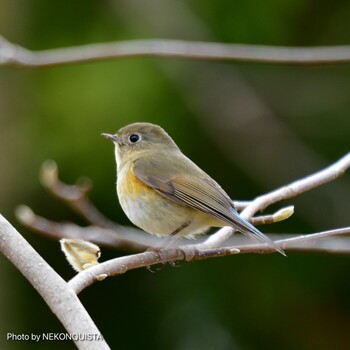 Red-flanked Bluetail 西宮市 Sun, 3/6/2022