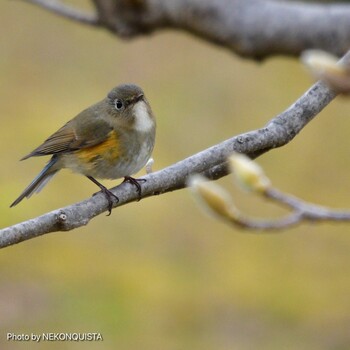 Red-flanked Bluetail 西宮市 Sun, 3/6/2022