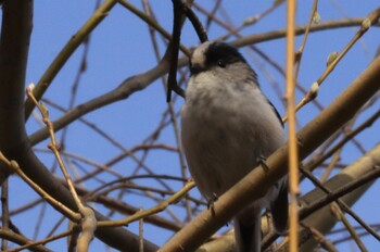 エナガ 新横浜公園 2022年3月7日(月)