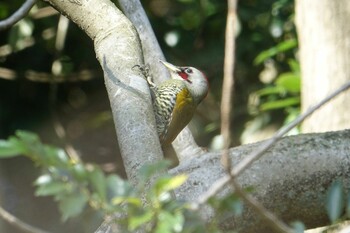 Japanese Green Woodpecker 天拝山歴史自然公園 Sun, 3/6/2022