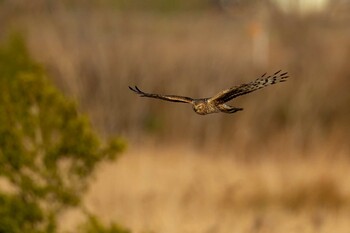 Hen Harrier 山口県立きらら浜自然観察公園 Sat, 3/5/2022