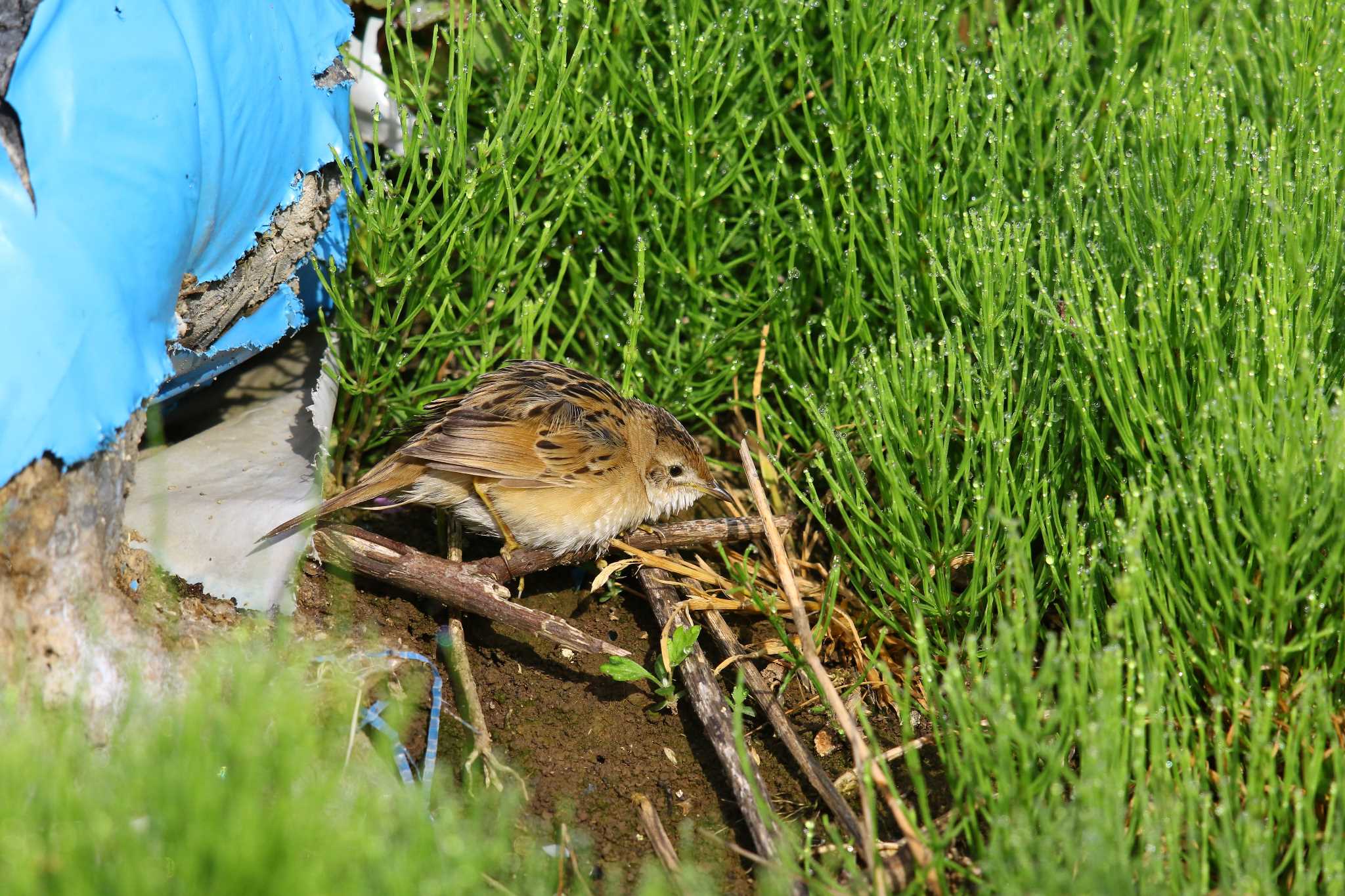 この野鳥の種類を教えてください！ by sumicchi