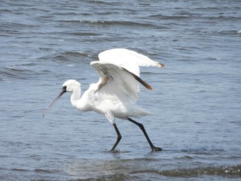 Black-faced Spoonbill Kasai Rinkai Park Mon, 3/7/2022