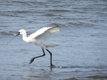 Black-faced Spoonbill Kasai Rinkai Park Mon, 3/7/2022