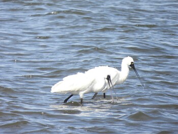 Black-faced Spoonbill Kasai Rinkai Park Mon, 3/7/2022