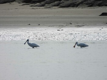 Black-faced Spoonbill Kasai Rinkai Park Mon, 3/7/2022