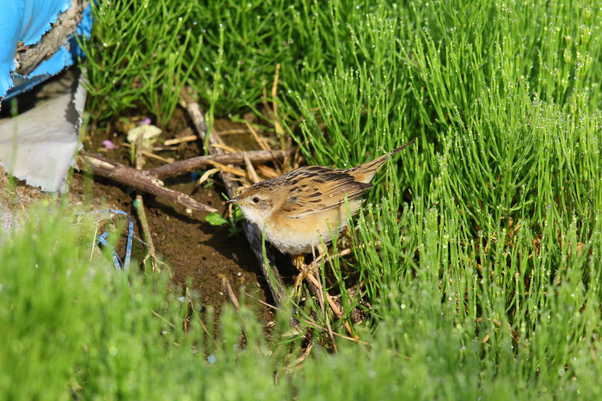 この野鳥の種類を教えてください！ by sumicchi