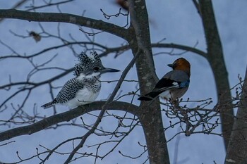 2022年3月6日(日) 真駒内公園の野鳥観察記録