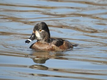 2022年3月4日(金) 横浜市の野鳥観察記録