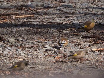 Oriental Greenfinch(kawarahiba) 嵯峨塩深沢林道 Sat, 3/5/2022