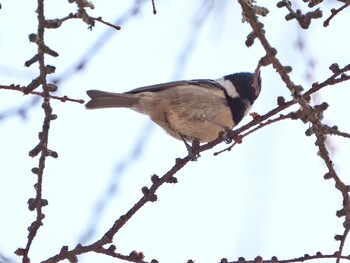 Coal Tit 嵯峨塩深沢林道 Sat, 3/5/2022