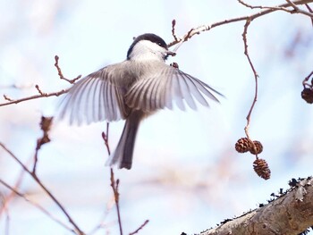 Willow Tit 嵯峨塩深沢林道 Sat, 3/5/2022