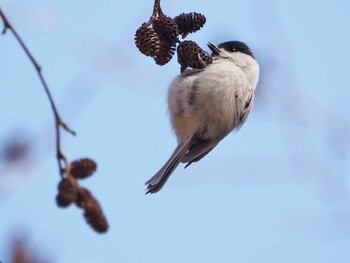 Willow Tit 嵯峨塩深沢林道 Sat, 3/5/2022