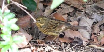 アオジ 葛西臨海公園 2022年3月7日(月)