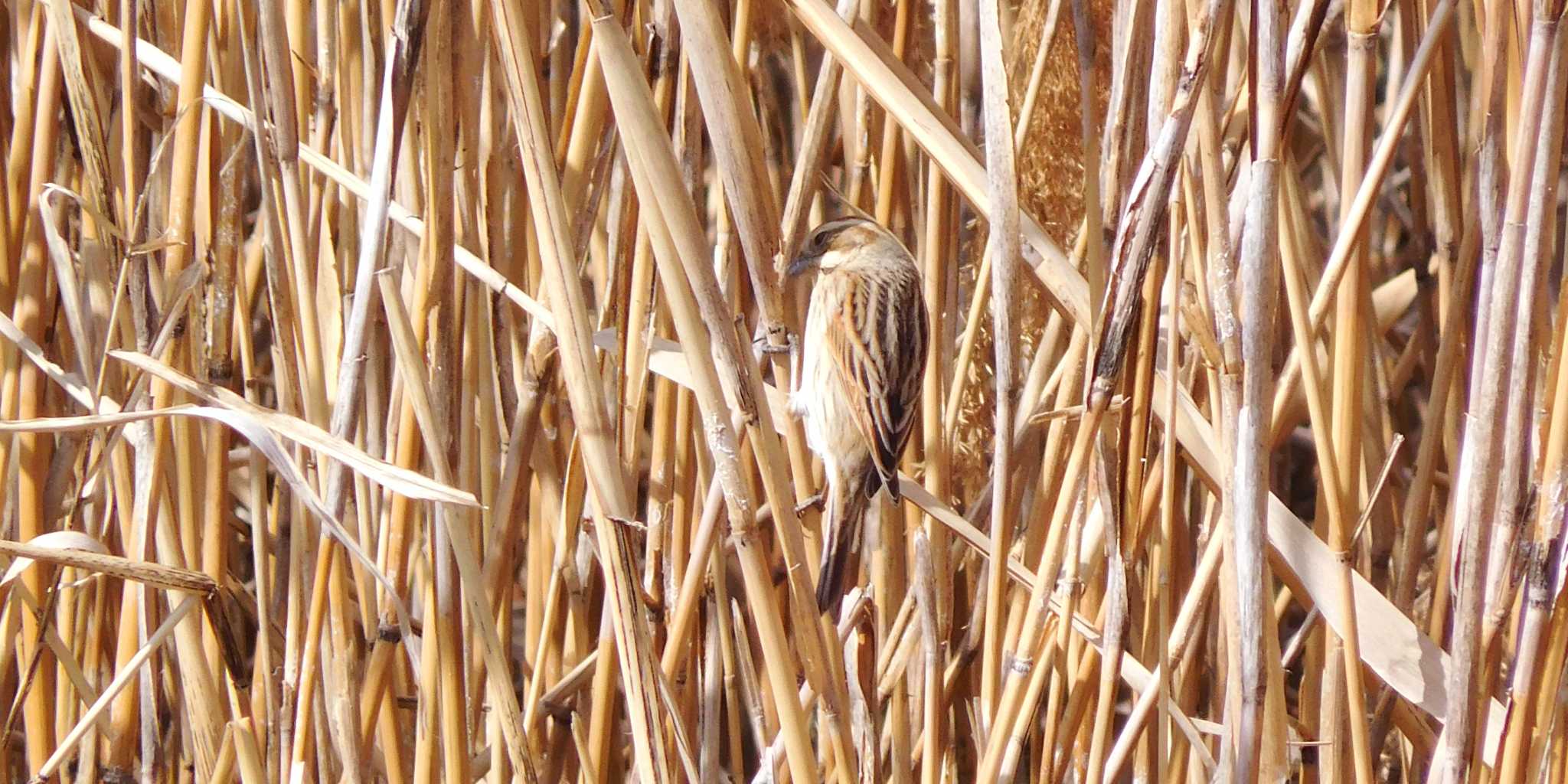 Photo of Common Reed Bunting at Kasai Rinkai Park by FUJICAZC1000