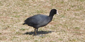 Eurasian Coot Kasai Rinkai Park Mon, 3/7/2022