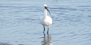 Black-faced Spoonbill Kasai Rinkai Park Mon, 3/7/2022