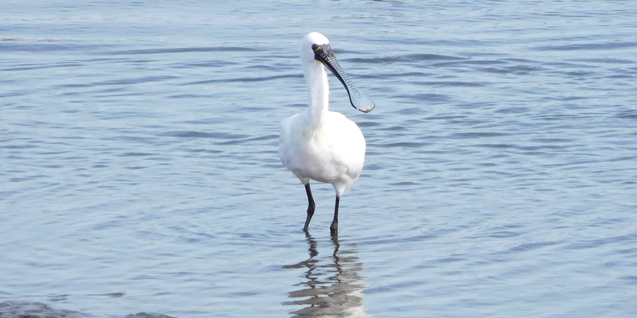 Photo of Black-faced Spoonbill at Kasai Rinkai Park by FUJICAZC1000