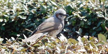 Brown-eared Bulbul Kasai Rinkai Park Mon, 3/7/2022