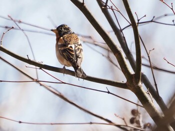 Brambling 嵯峨塩深沢林道 Sat, 3/5/2022