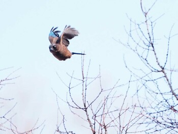 Eurasian Jay 嵯峨塩深沢林道 Sat, 3/5/2022